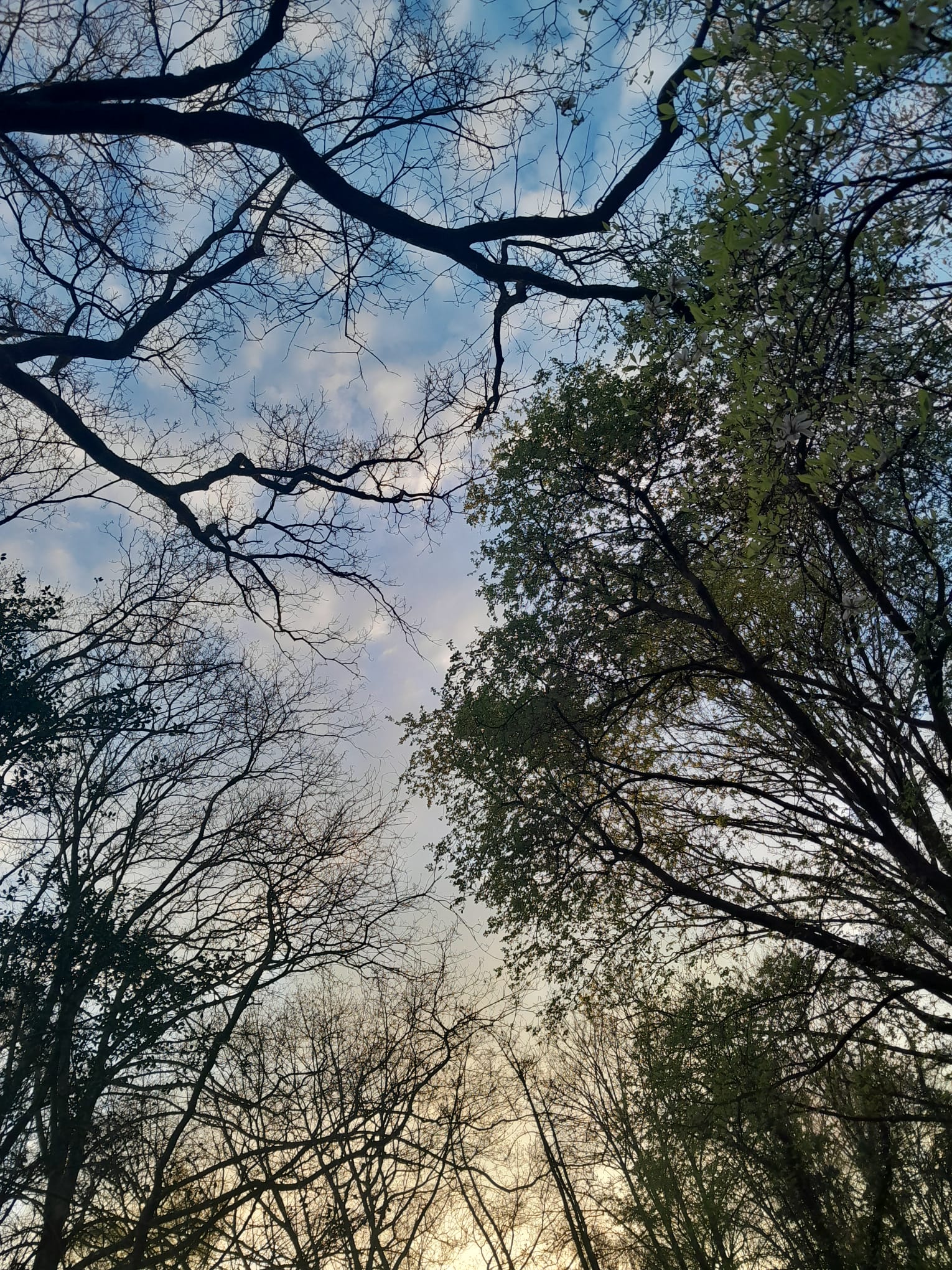 Trees at sunset in the beginning of the spring